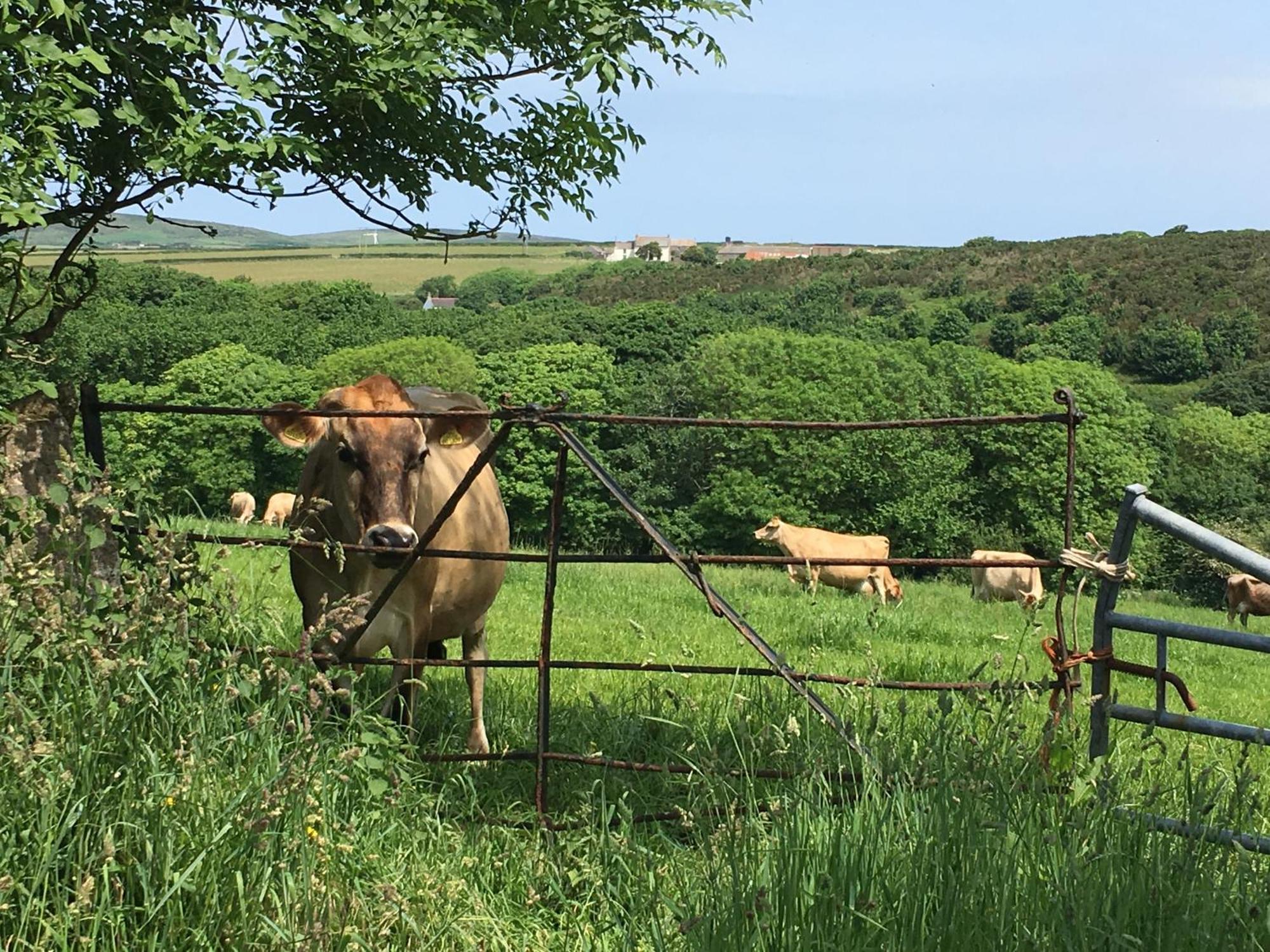 Trengothal Barn Leilighet Porthcurno Eksteriør bilde