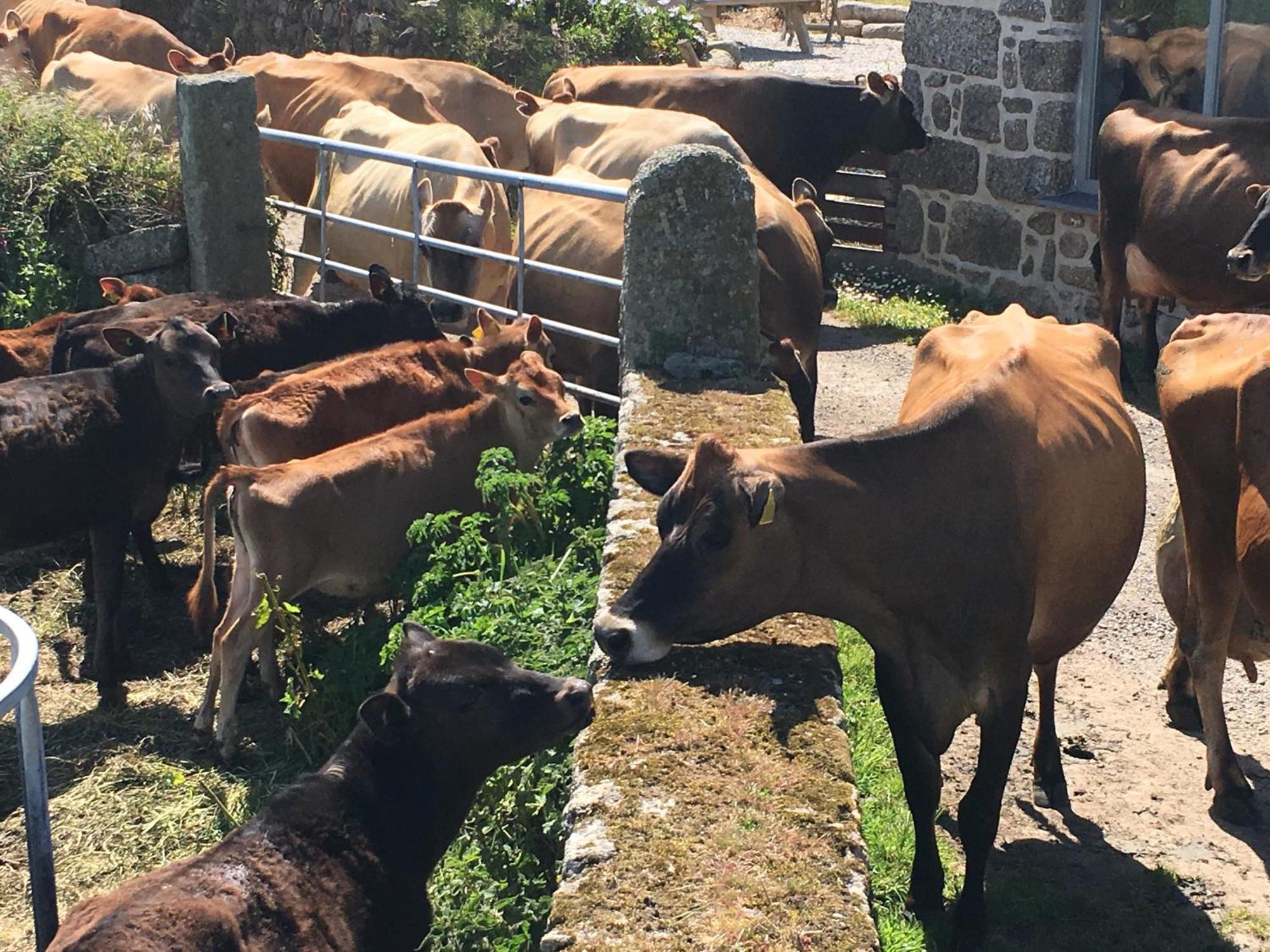 Trengothal Barn Leilighet Porthcurno Eksteriør bilde