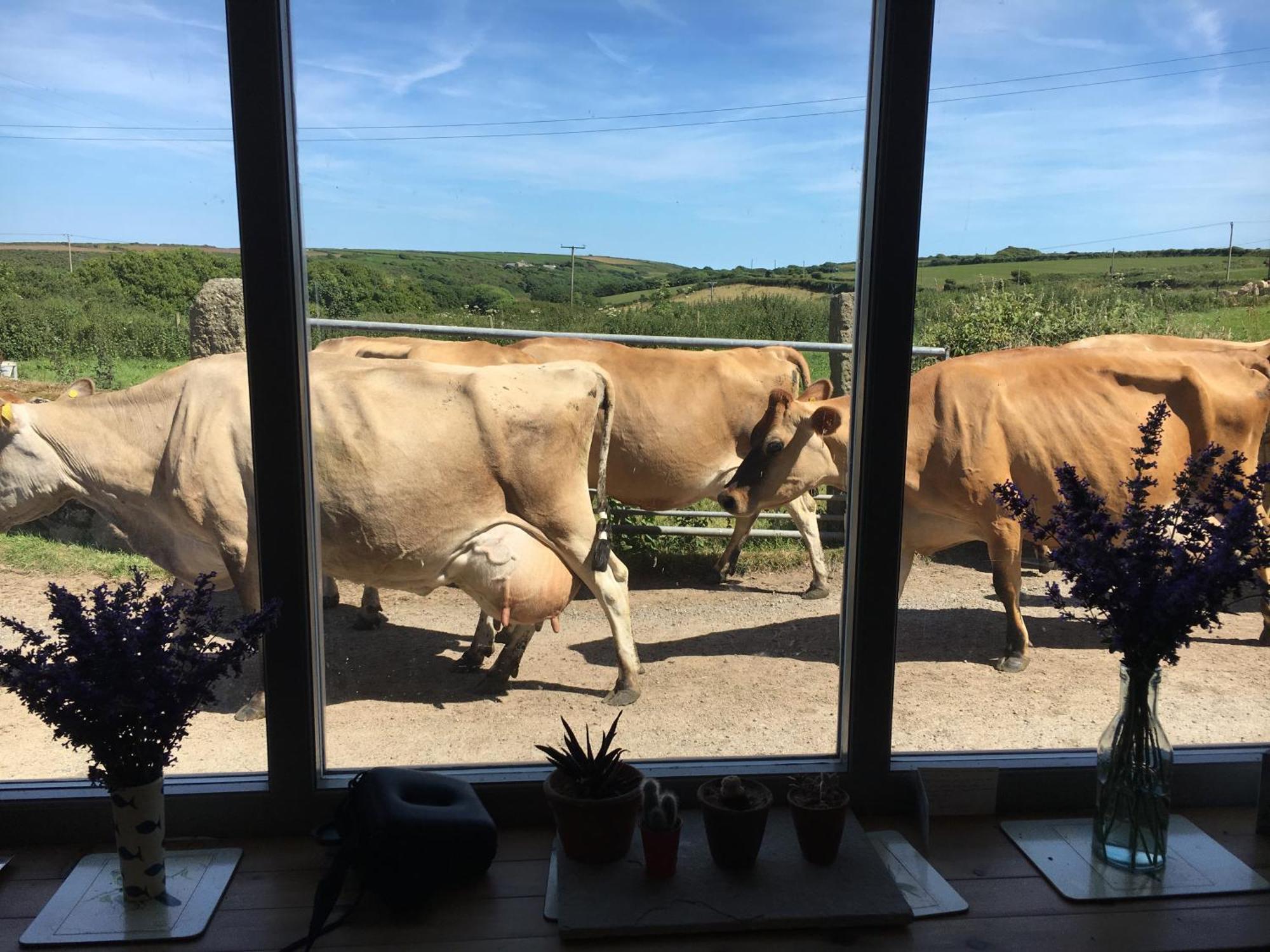 Trengothal Barn Leilighet Porthcurno Eksteriør bilde